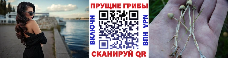 Купить где  Череповец  Псилоцибиновые грибы MAGIC MUSHROOMS 